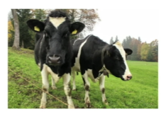 Small image of cows in a field.